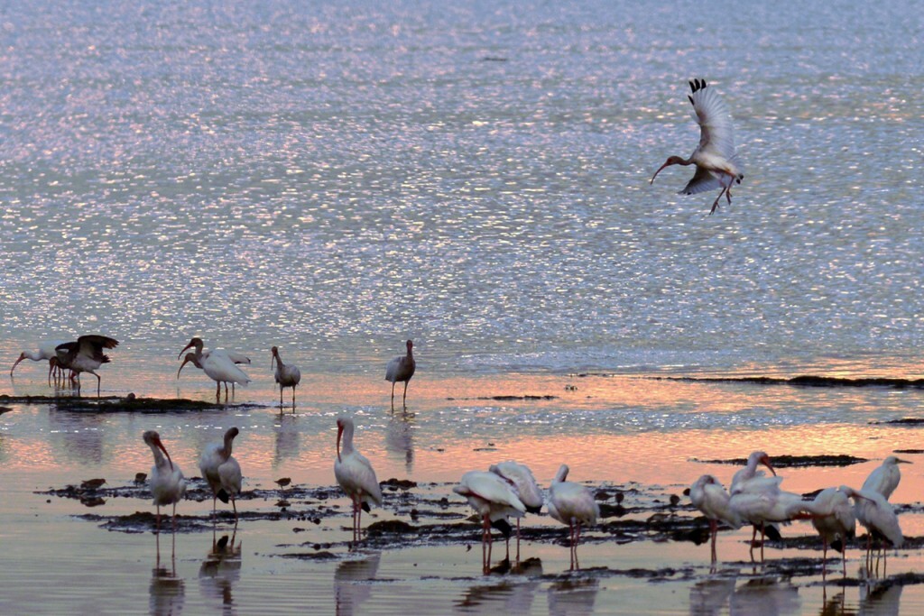 Captiva Island Inn Birds on Beach