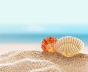 Shells-Background-Image