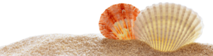 Shells Background Image