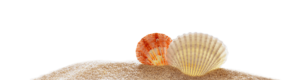 Shells Background Image