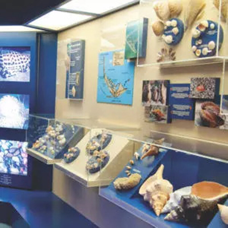 Bailey Matthews Shell Museum exhibit in Sanibel Island FL near Captiva Island